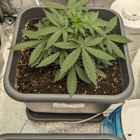 #33 Purple Skunk growlog timeline photo
