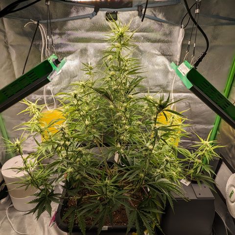#26 Double Kush Cake growlog timeline photo