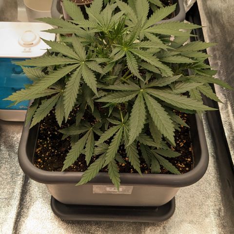 #30 Afghani #1 growlog timeline photo