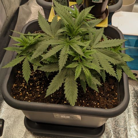 #31 White Widow growlog timeline photo