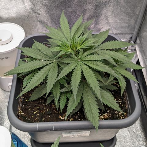 #32 Purple Skunk growlog timeline photo