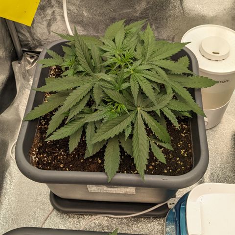 #33 Purple Skunk growlog timeline photo
