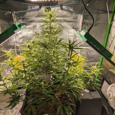#26 Double Kush Cake growlog timeline photo