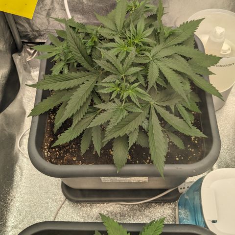 #33 Purple Skunk growlog timeline photo