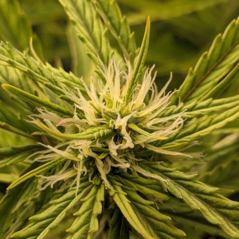 #26 Double Kush Cake growlog timeline photo