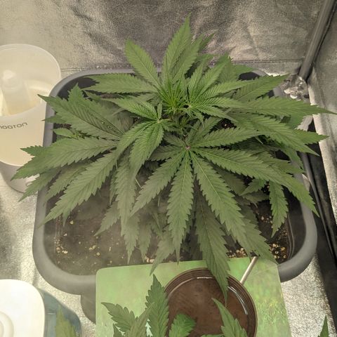 #32 Purple Skunk growlog timeline photo