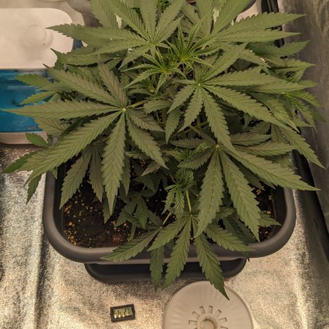 #30 Afghani #1 growlog timeline photo
