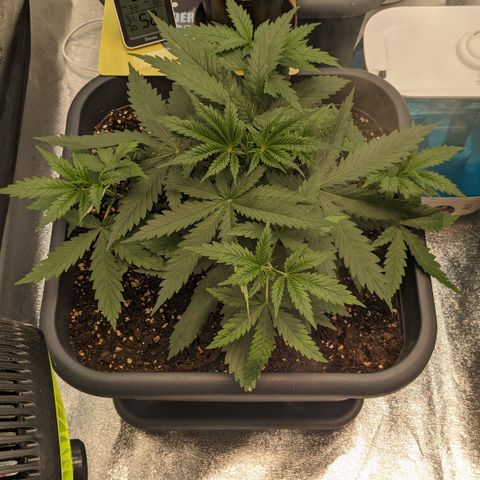 #31 White Widow growlog timeline photo