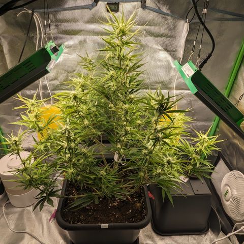 #26 Double Kush Cake growlog timeline photo