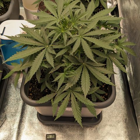 #30 Afghani #1 growlog timeline photo