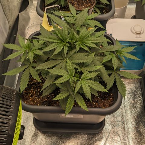 #31 White Widow growlog timeline photo