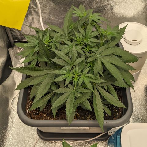 #33 Purple Skunk growlog timeline photo