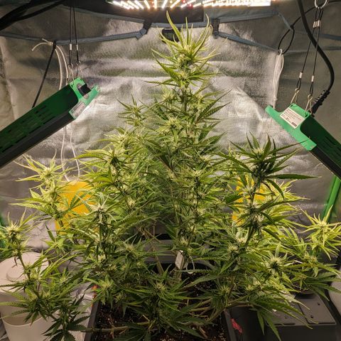 #26 Double Kush Cake growlog timeline photo