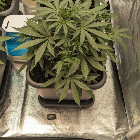 #30 Afghani #1 growlog timeline photo