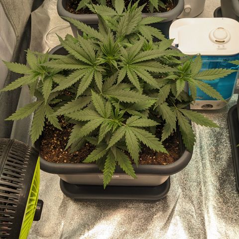 #31 White Widow growlog timeline photo