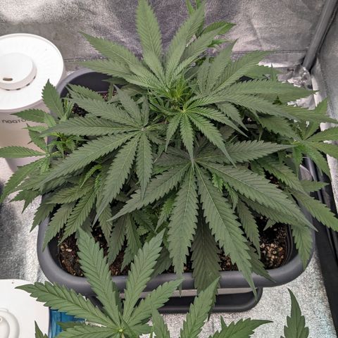 #32 Purple Skunk growlog timeline photo