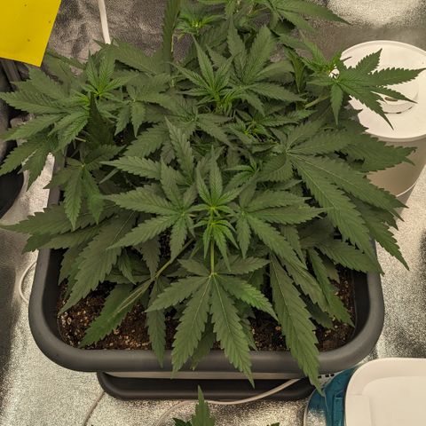 #33 Purple Skunk growlog timeline photo