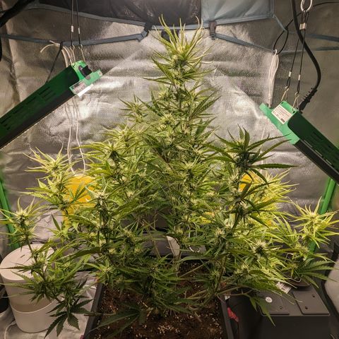 #26 Double Kush Cake growlog timeline photo