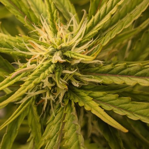 #26 Double Kush Cake growlog timeline photo