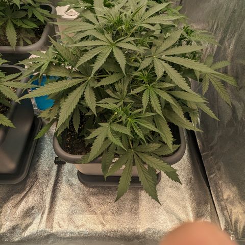 #30 Afghani #1 growlog timeline photo