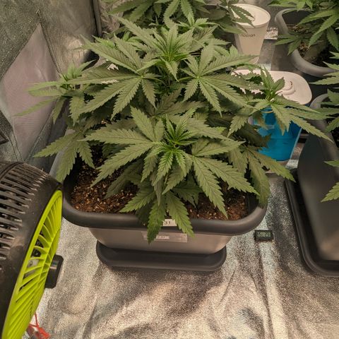 #31 White Widow growlog timeline photo
