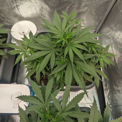#32 Purple Skunk growlog timeline photo