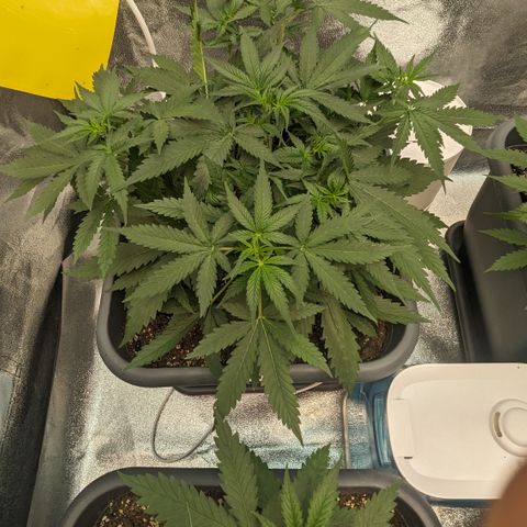 #33 Purple Skunk growlog timeline photo