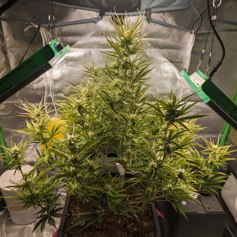 #26 Double Kush Cake growlog timeline photo