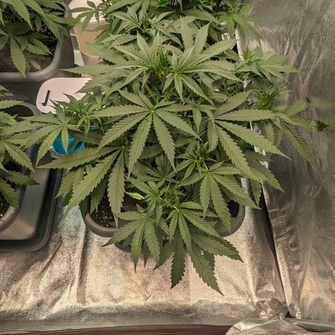 #30 Afghani #1 growlog timeline photo