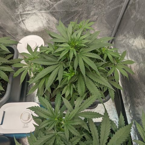 #32 Purple Skunk growlog timeline photo