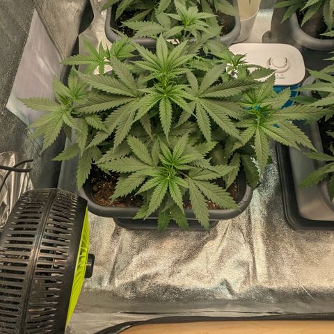 #31 White Widow growlog timeline photo