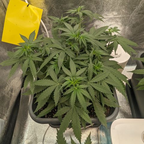 #33 Purple Skunk growlog timeline photo
