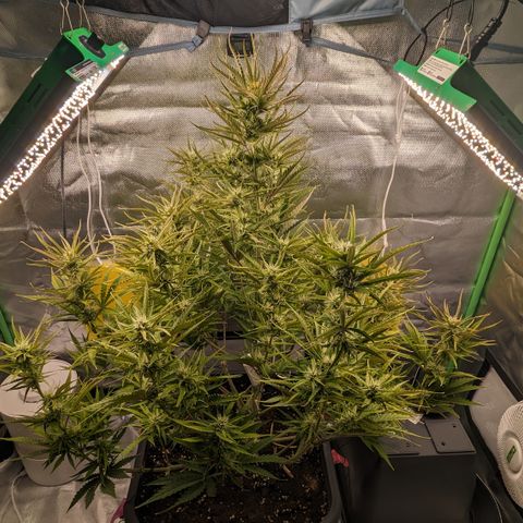 #26 Double Kush Cake growlog timeline photo
