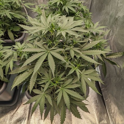 #30 Afghani #1 growlog timeline photo