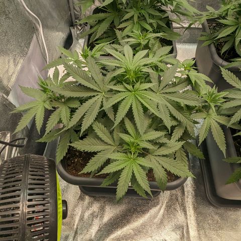 #31 White Widow growlog timeline photo