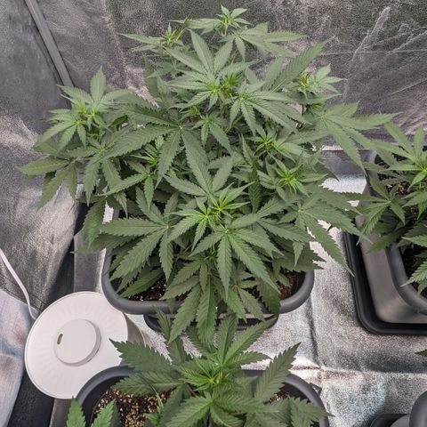 #33 Purple Skunk growlog timeline photo