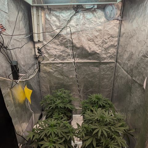 #33 Purple Skunk growlog timeline photo