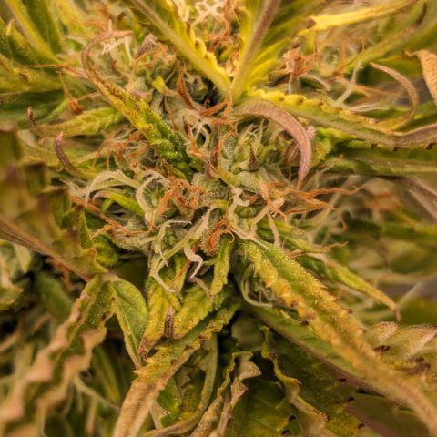 #26 Double Kush Cake growlog timeline photo