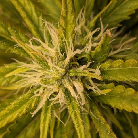 #26 Double Kush Cake growlog timeline photo