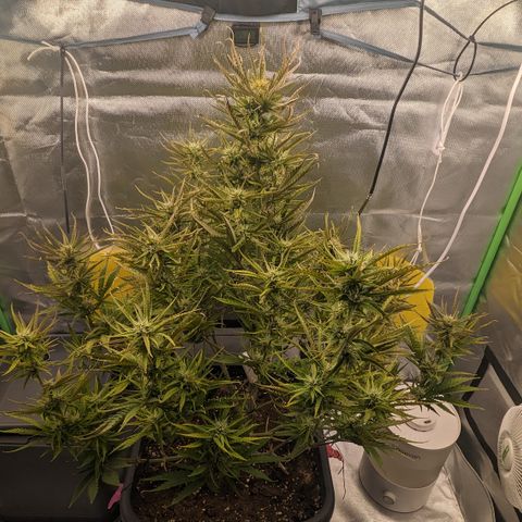 #26 Double Kush Cake growlog timeline photo