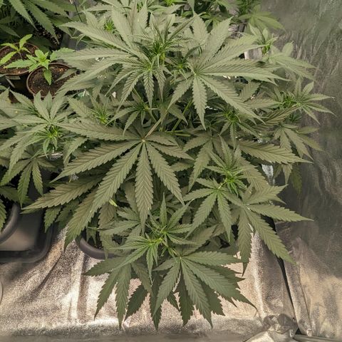 #30 Afghani #1 growlog timeline photo