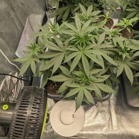 #31 White Widow growlog timeline photo