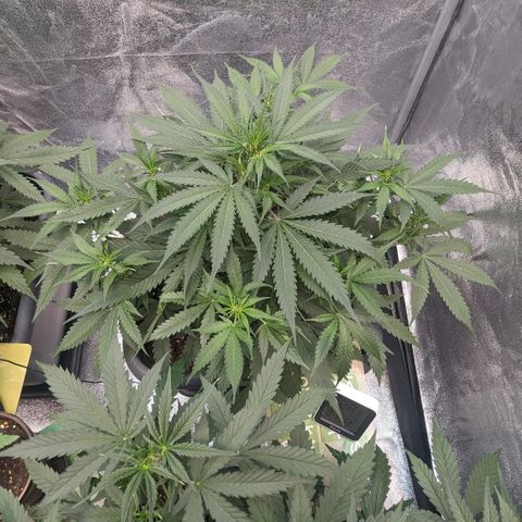 #32 Purple Skunk growlog timeline photo