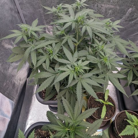 #33 Purple Skunk growlog timeline photo