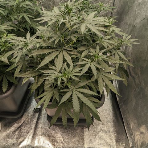 #30 Afghani #1 growlog timeline photo