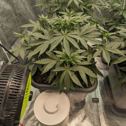 #31 White Widow growlog timeline photo