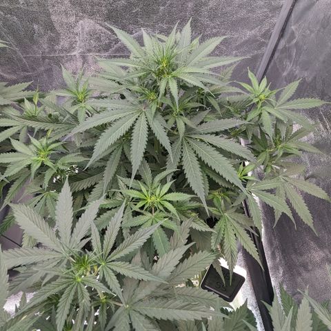 #32 Purple Skunk growlog timeline photo