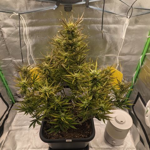 #26 Double Kush Cake growlog timeline photo