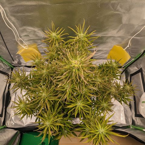 #26 Double Kush Cake growlog timeline photo