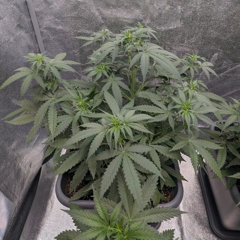 #33 Purple Skunk growlog timeline photo